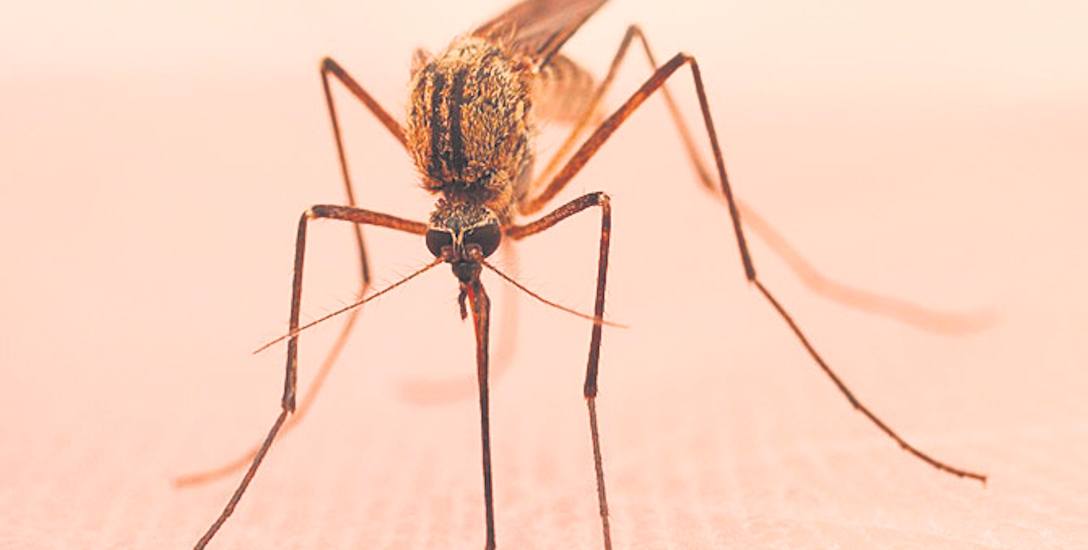 Niewykluczone, że komary, które do niedawna były nieszkodliwe, mogą stać się groźne z uwagi na ocieplający się klimat.