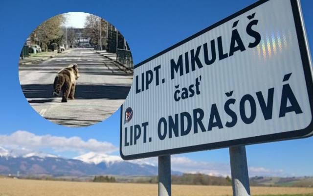 Strach na ulicach słowackiego Liptowskiego Mikulasza. Mieszkańcy obawiają się powrotu niedźwiedzia i chcą jego odstrzelenia