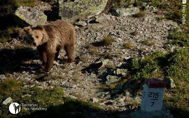 Spotykamy niedźwiedzie w Tatrach. Co zrobić w takiej sytuacji. TPN doradza 