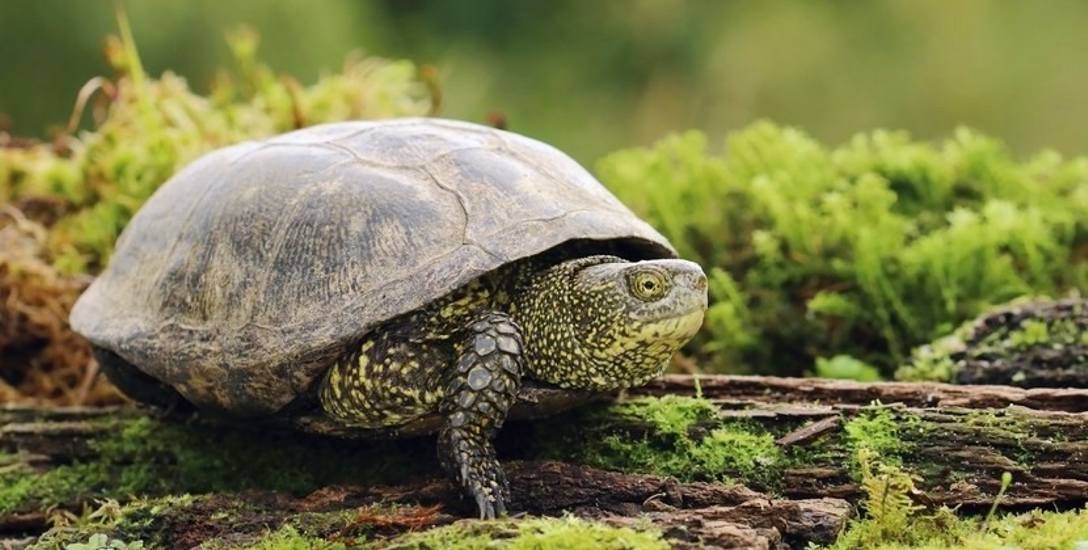 Żółw błotny to gatunek zagrożony wyginięciem. Fot. shutterstock/Miroslav Hlavko