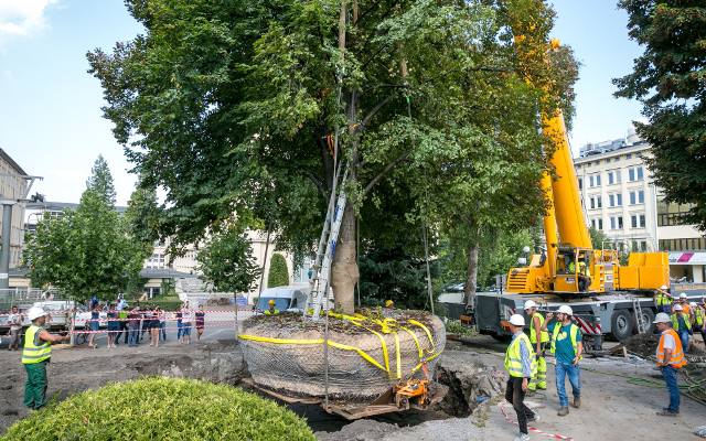 Kraków. Jednak da się w mieście przesadzić wielkie drzewo, zamiast go wyciąć. W Warszawie też potrafią. Czy za AGH pójdą inni?