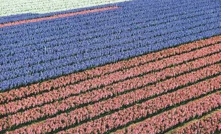 Kwiaty są znakiem rozpoznawczym Holandii, a ich uprawa ważną branżą gospodarki