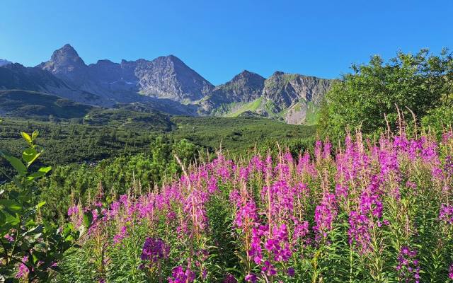 Wierzbówka na Hali Gąsienicowej. Widok piękny, ale... Przyrodnik TPN: Te kolory w Tatrach oznaczają koniec lata!