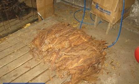 Nielegalna fabryka tytoniowej krajanki zlikwidowana w powiecie kazimierskim [VIDEO, zdjęcia]