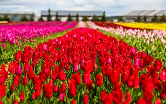 Gdzie jest tak pięknie? W Chrzypsku Wielkim koło Sierakowa! To najpiękniejsza plantacja tulipanów w Polsce, kwitną miliony kwiatów! 
