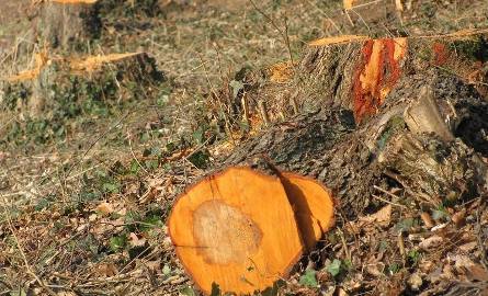 Skandal! Ktoś wyciął kilkadziesiąt zabytkowych drzew w Brzozie k. Strzelec!