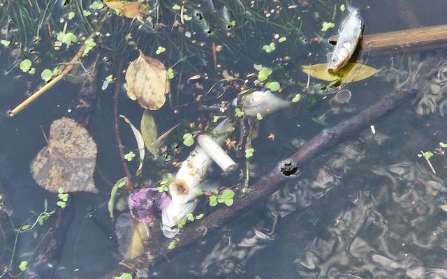 Mnóstwo martwych ryb w Wildze w Krakowie. Przyducha czy skażenie? Miasto twierdzi, że dba o wodę