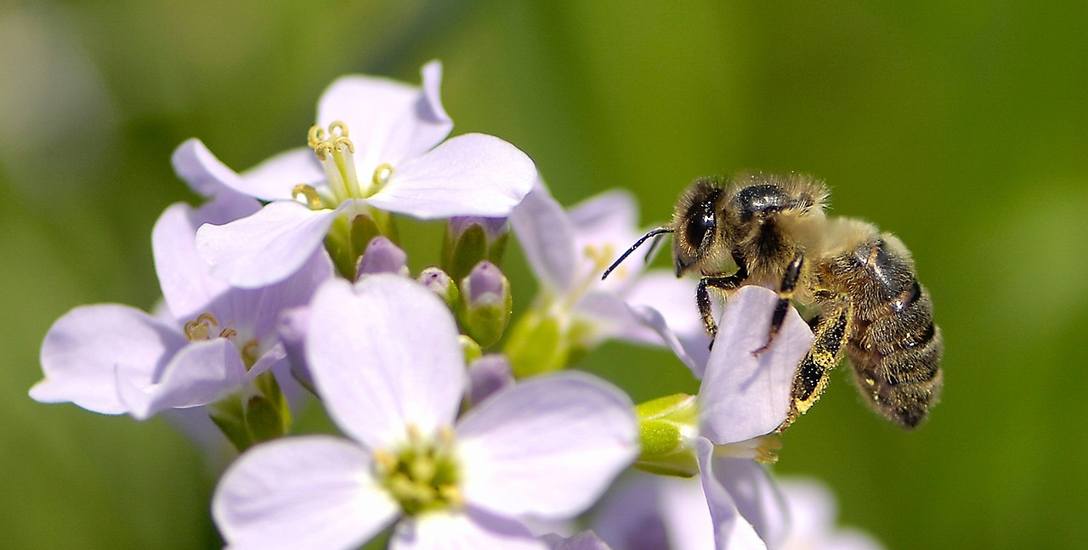 Pszczelarze będą rozdawać drzewka pod ratuszem w Skierniewicach