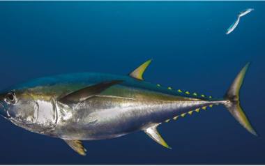 Głównymi miejscami występowania tuńczyka są tropikalne rejony Atlantyku i Oceanu Spokojnego.