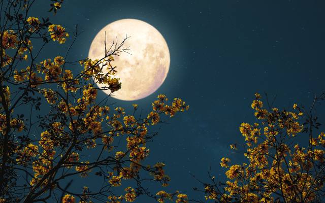 Pełnia Księżyca w marcu 2024, czyli Robaczywy Księżyc na wiosennym niebie. Czy pełnia Księżyca wpływa na człowieka? Poznaj fakty i mity
