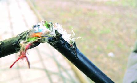 Szczury nie miały problemu, aby przegryźć kabel.