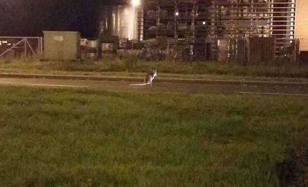 Toruń: Nocne harce kangura w okolicach Castoramy [WIDEO, ZDJĘCIA]