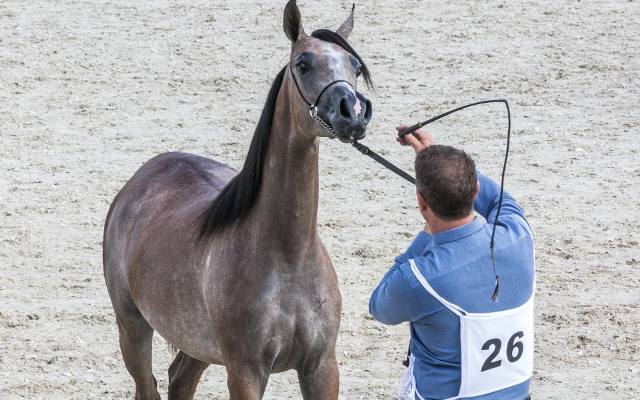 Konie arabskie na pokazach walczą o laury najpiękniejszych [ZDJĘCIA]