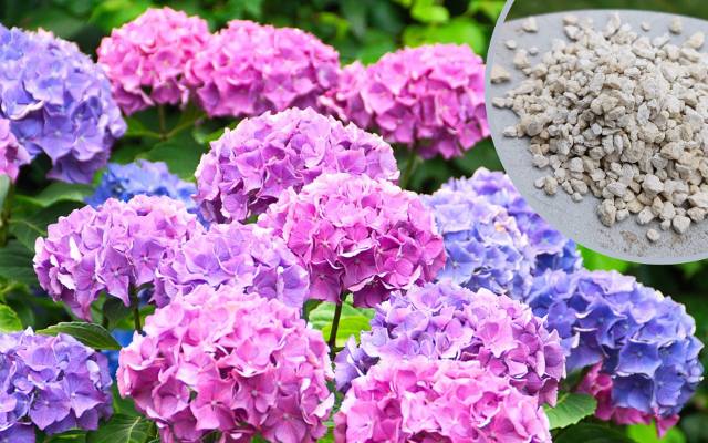 Nawóz do hortensji to podstawa, by pięknie kwitły. Sprawdź, czym nawozić hortensje wiosną. U jednego gatunku możesz zmienić kolor kwiatów!