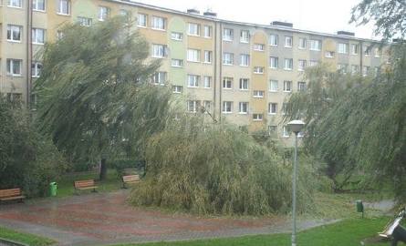 Połamane drzewo na ul. Koszalińskiej
