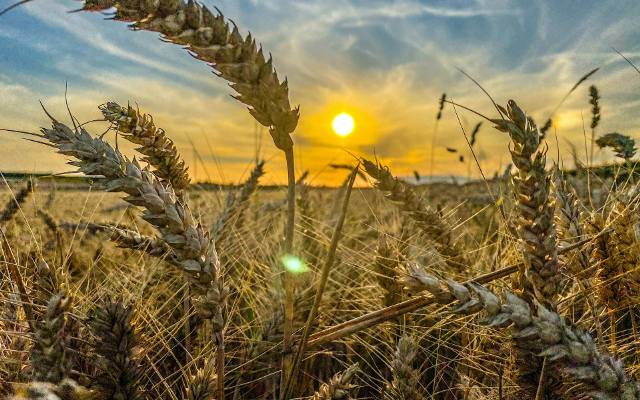 Ceny zbóż 2023. Ile kosztuje tona pszenicy albo żyta? Takie stawki płaci się za zboża konsumpcyjne i paszowe