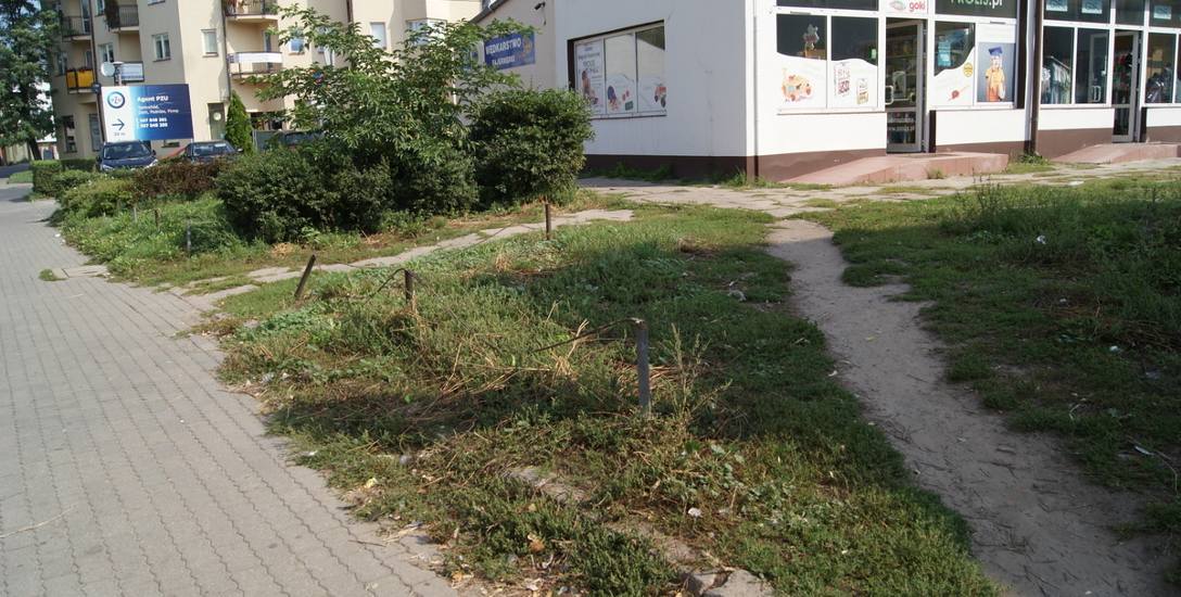 Zaniedbany trawnik przy ul. Żwirki [ZDJĘCIA] 
