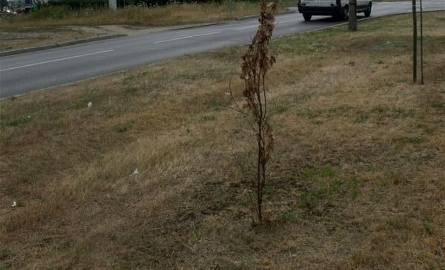 W upał rośliny też potrzebują wody.  Dlaczego nikt nie podlewa drzewek wzdłuż obwodnicy i alei Jana Pawła II? (zdjęcia)
