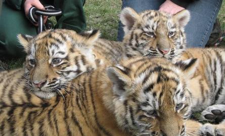 Na zdjęciu sprzed dwóch lat noworodki tygrysiątka wygłądały niegroźnie, teraz nie dałyby się sfotografować z bliska.