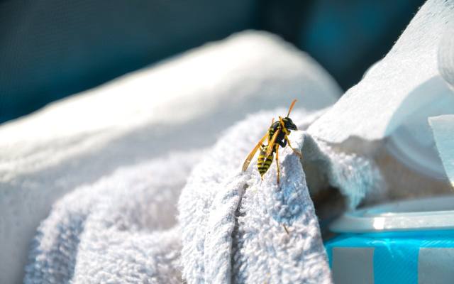 Użądlenie osy, ugryzienie pluskwy lub kleszcza mogą być niebezpieczne. Jak sobie radzić z ukąszeniem przez komara, a jak przez meszkę?