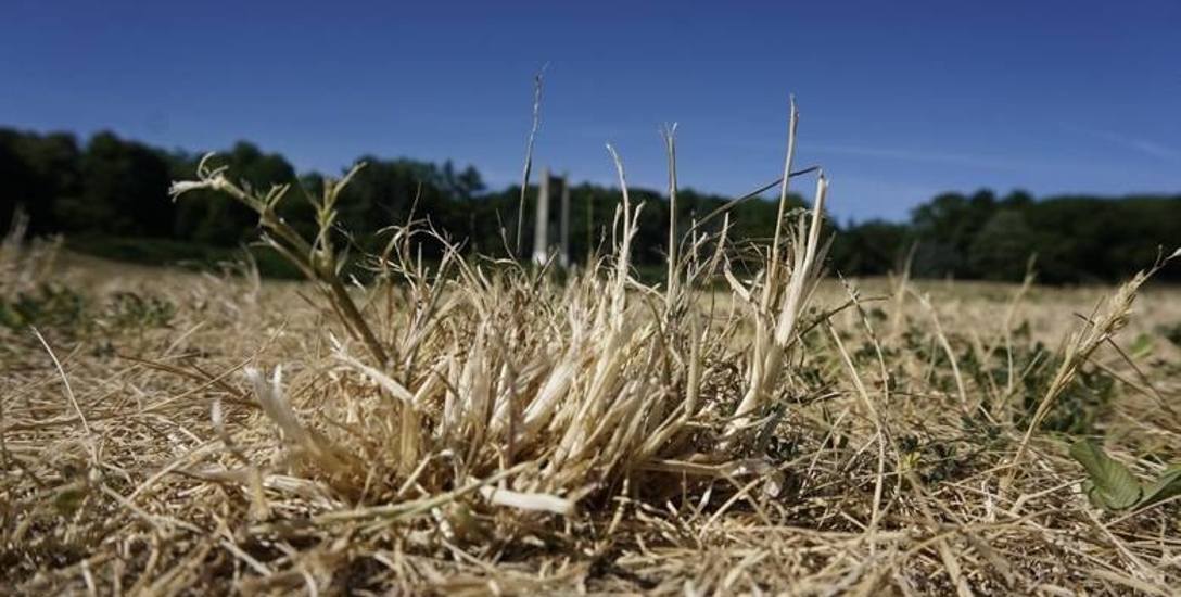Klęska suszy zagraża pomorskim rolnikom. "Pogoda w ostatnich latach staje się nieprzewidywalna"