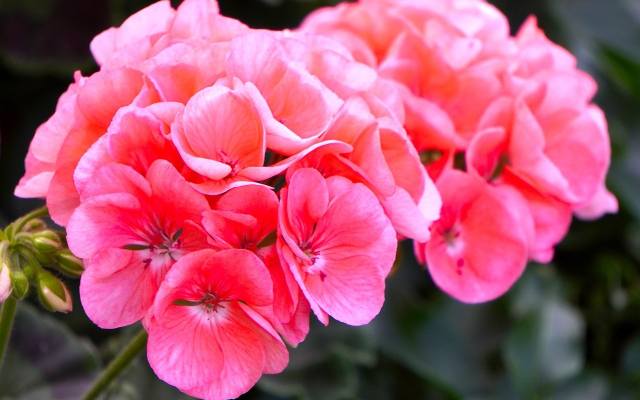 Trik na kwitnienie pelargonii. Dodaj to do doniczki, a balkon utonie w kwiatach pelargonii [10.08.2024 r.]