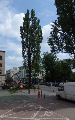 Wycinają topole na Paderewskiego w Kielcach. Kolidowały z wjazdem  