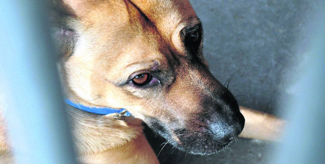 Psy bywają czasami ofiarami bestialskiego traktowania. Niektóre na szczęście udaje się ocalić