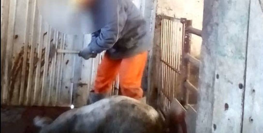 Kadr z filmu, na którym świnie uśmiercane są w bestialski sposób, to będzie główny dowód w dochodzeniu prowadzonym przez prokuraturę