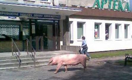 Świnia przed przychodnią na ul. Monte Cassino w Koszalinie