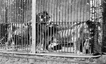 Lwy ze  zwierzyńca. Zwierzęta miał podarować miastu Hermann Göring, marszałek III Rzeszy.