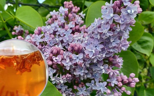 Herbata z kwiatów bzu lilaka. Sprawdź, jak przygotować kwiaty, by zrobić z nich pyszny i zdrowy napar. Polecamy sprawdzony przepis