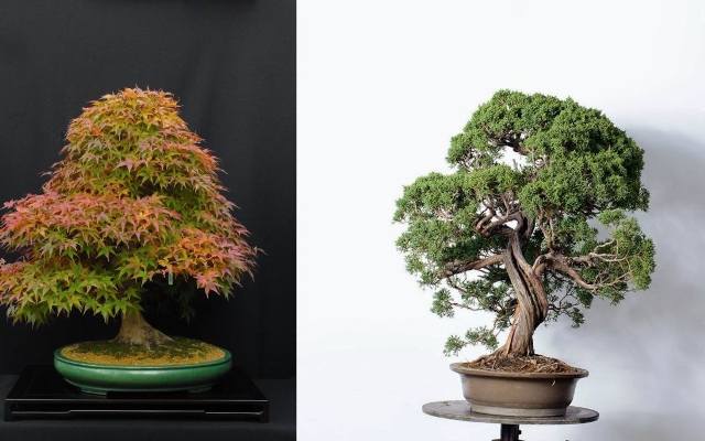 Bonsai - zwykła roślina, czy prawdziwe dzieło sztuki?