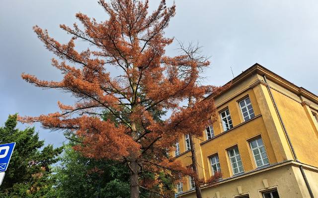 Niepokojące zjawisko w Tarnowie. W mieście usychają sosny. Do wycinki nadaje się już kilka drzew na skwerze obok poczty przy ul. Mickiewicza