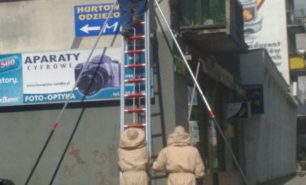 Alarm w centrum Gorzowa: Przyleciał do nas rój pszczół (zdjęcia)