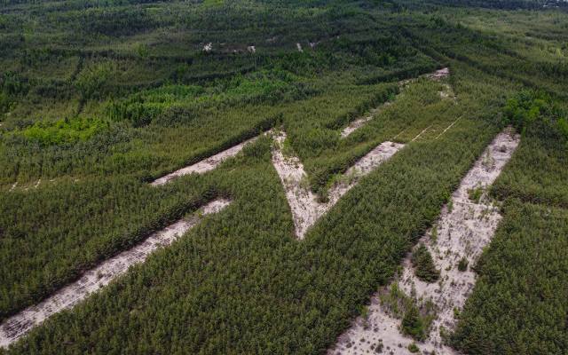 Wielkie znaki w lasach Bukowna. Drzewa tworzą ogromny napis „JP II” oraz strzałkę wskazującą północ. Zobacz wideo i zdjęcia z lotu ptaka