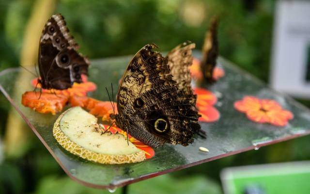 Palmiarnia Poznańska zaprasza na wystawę żywych motyli [ZDJĘCIA]