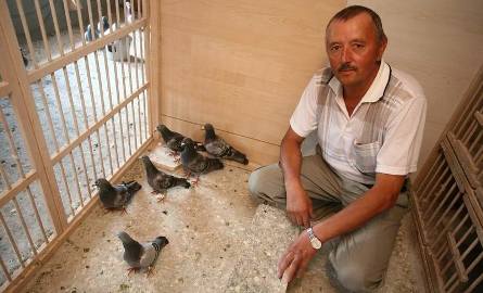 Marek Stanik, skarbnik radomskiego związku hodowców hoduje gołębie "od zawsze”, ma w swoim gołębniku ponad 100 doborowych "ptasich