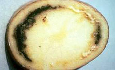 Bulwa ziemniaka zarażona bakteriozą