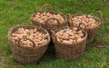 Ziemniaki są niezwykle zdrowe, a dzięki zawartości skrobi są bardzo dobrym źródłem energii, niezbędnej zarówno do pracy naszego mózgu jak i mięśni.
