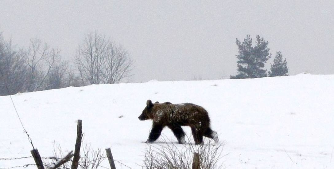 Europejskie media alarmują. Bieszczadzkim niedźwiedziom grozi wyginięcie?