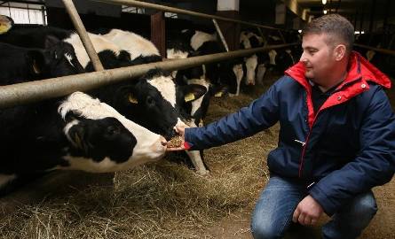 W gospodarstwie pan Michał utrzymuje stado 120 krów mlecznych. – Dobre warunki i odpowiednia pasza zapewniają najlepsze jakościowo mleko, a nam zysk