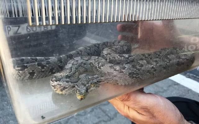 Poznań: W piwnicy na Piątkowie znaleźli półtorametrowego węża [ZDJĘCIA]