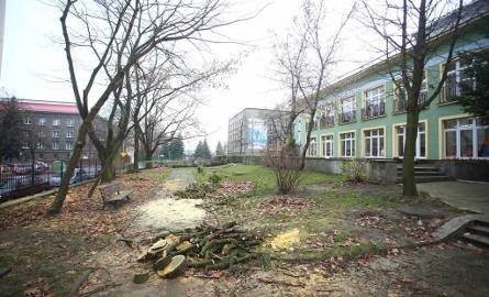 Drzewa znikły z terenu przedszkola przy ulicy Kościuszki