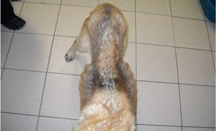 Szkielet na łańcuchu - tak wyglądał pies, którego uratowali wolontariusze TOZ-u (uwaga: drastyczne zdjęcia!)