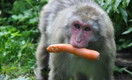 Austria. Jak żyją makaki japońskie? O tym można się przekonać w parku Affenberg w Karyntii.