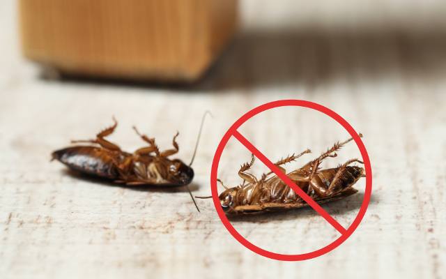 Karaluchy w mieszkaniu to prawdziwe utrapienie. Wojnę z insektami możesz wygrać! Sprawdź, które metody zwalczania insektów są najlepsze