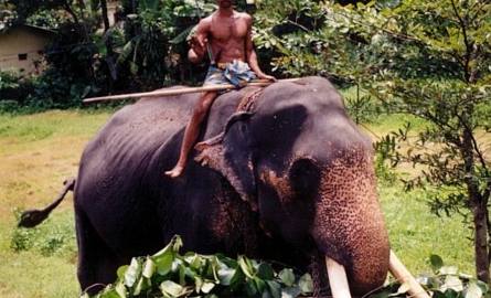 Sri Lanka - parada słoni 