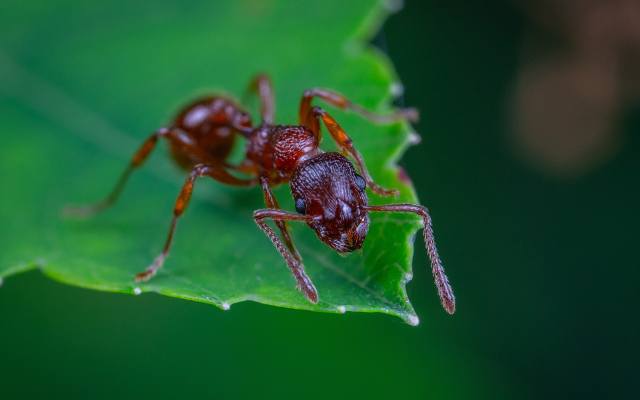 Jak pozbyć się mrówek z ogrodu? Oto sprawdzone, domowe sposoby na pozbycie się nieproszonych gości. Sprawdź! 03.07.2024