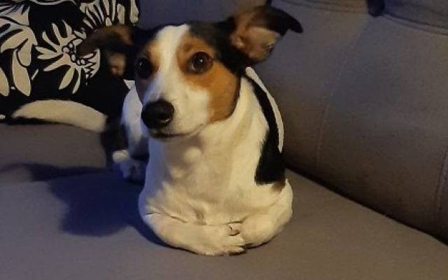 Świętowaliście Dzień Psa? To ważne święto. Oto najlepsze memy o psach